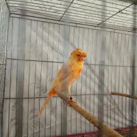 قناری سوپر سرخ کاکل