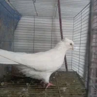 کبوتر ماده اراکی ۱۴ دم