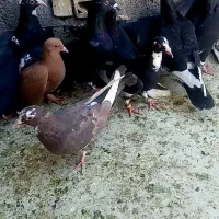 کبوتر کفتر