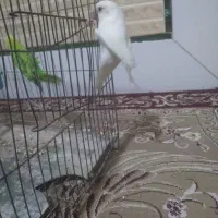 دو مرغ عشق ویک کوتوله برزیلی|پرنده|قنوات, |دیوار