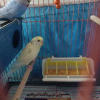 مرغ عشق جفت