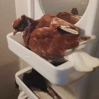 دوتا جوجه یکی گاشانی یکی دوم سفید|پرنده|خرمآباد, |دیوار