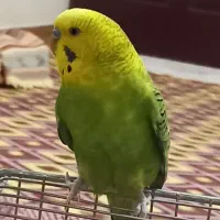 مرغ‌عشق‌‌..نر‌ مست.|پرنده|فردیس, ثابتی|دیوار