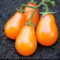 فروش نشا گوجه فلفل بادمجان کدو خیار پر محصول خارجی|خدمات باغبانی و درختکاری|تهران, سوهانک|دیوار