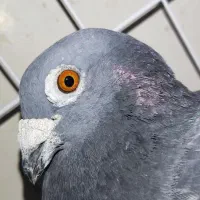 مسافتی|پرنده|مسجد سلیمان, |دیوار