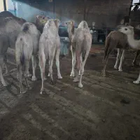 فروش انواع شتر شیری کشتاری علی آباد ارسال داریم|حیوانات مزرعه|شیراز, علی آباد|دیوار