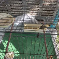 قناری ماده آماده جفت ،ابلغ ،پس بالا|پرنده|اندیشه, اندیشه فاز ۴|دیوار