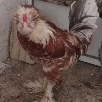 خروس فروشی نژاد سلطان|حیوانات مزرعه|پره‌سر, |دیوار