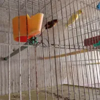 فروش ۱۰جفت قناری قیمت توافقی