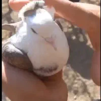 ماده مخمل تمیزمیزون