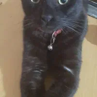 گربه