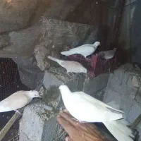 کفتر پرشی|پرنده|بیکاه, |دیوار