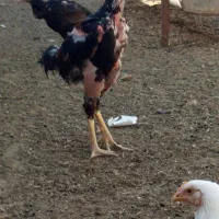 لاری|حیوانات مزرعه|محمدبار, |دیوار