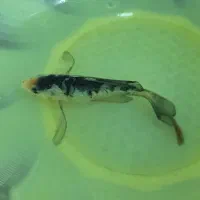 ماهی کوی|ماهی|اردبیل, |دیوار