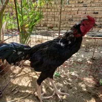 گمشده|حیوانات|ایرانشهر, |دیوار