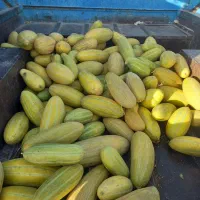 خربزه گوسفندی