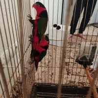 طوطی لوری بلک کاپ