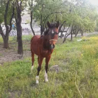 واگزاری کره اسب دره شور چهار قلم پنج نشان
