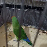 طوطی برزیلی|پرنده|پیشوا, |دیوار