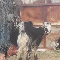 فروش ۳ عدد کهره نر چاق|حیوانات مزرعه|جنت, |دیوار
