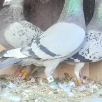 کفتر|پرنده|ریگ ملک, |دیوار