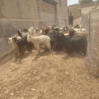بز چاق پروار