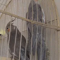 جوجه سیاهمون دونه خور ۳ ماهه آروم