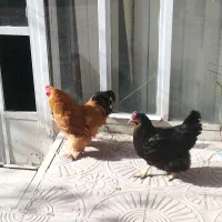 مرغ و خروس