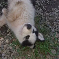 هاسکی ۴ماهه ماده|سگ|رشت, گیل|دیوار