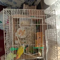 طوطی کوتوله