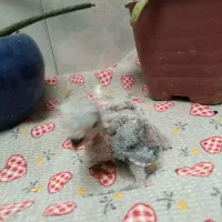 جوجه طوطی برزیلی و عروس هلندی|پرنده|تهران, سبلان (لشگر)|دیوار