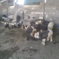 بره|حیوانات مزرعه|ایذه, |دیوار