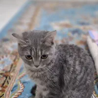 فروش گربه بریتیش شورت هیر ماده|گربه|کرج, کمال‌شهر|دیوار