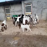 سلام ۹عدد بز پاکستانی اصل  همه جوان