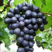 نهال گلدانی انگور تجاری خارجی|گل و گیاه طبیعی|سنندج, |دیوار