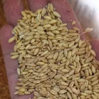 فروش حدود ۳ تن گندم دیم خوب و مقداری جو محلی و کود