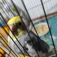 عروس هلندی به همراه دو جوجه