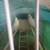 پرنده.عروس هلندی لوتینو مولد بشرط.|پرنده|گلبهار, شهر جدید گلبهار|دیوار