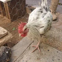 خروس فروشی محلی|حیوانات مزرعه|آباده, |دیوار