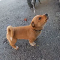 سگ پارمر عروسکی|سگ|قم, ناصردیوان|دیوار