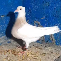 ۹ عدد جوجه طوقی هیچ پری تا ۱۰ بند انداخته