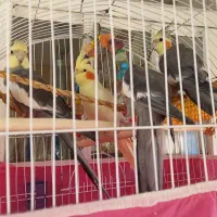 عروس هلندی|پرنده|رشت, جماران|دیوار