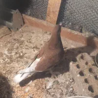 کبوتر سسلی|پرنده|سیلوانه, |دیوار