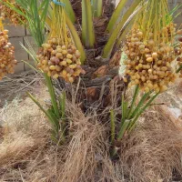 نهال پا جوش نخل برحی (افروخ برحی)