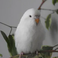 مرغ عشق حراج
