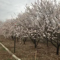 زمین چسب بافت ویلایی