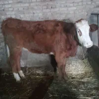 گوساله ماده