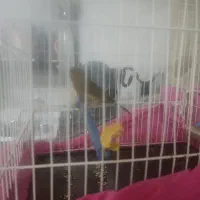 قناری نر دارچینی دهن سیاه اصلی بخون زنگی