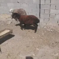 بره ماده میش