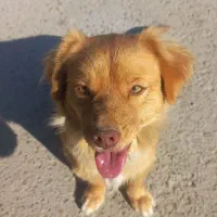 سگ پاکوتاه حرف گوش کن بازی گوش